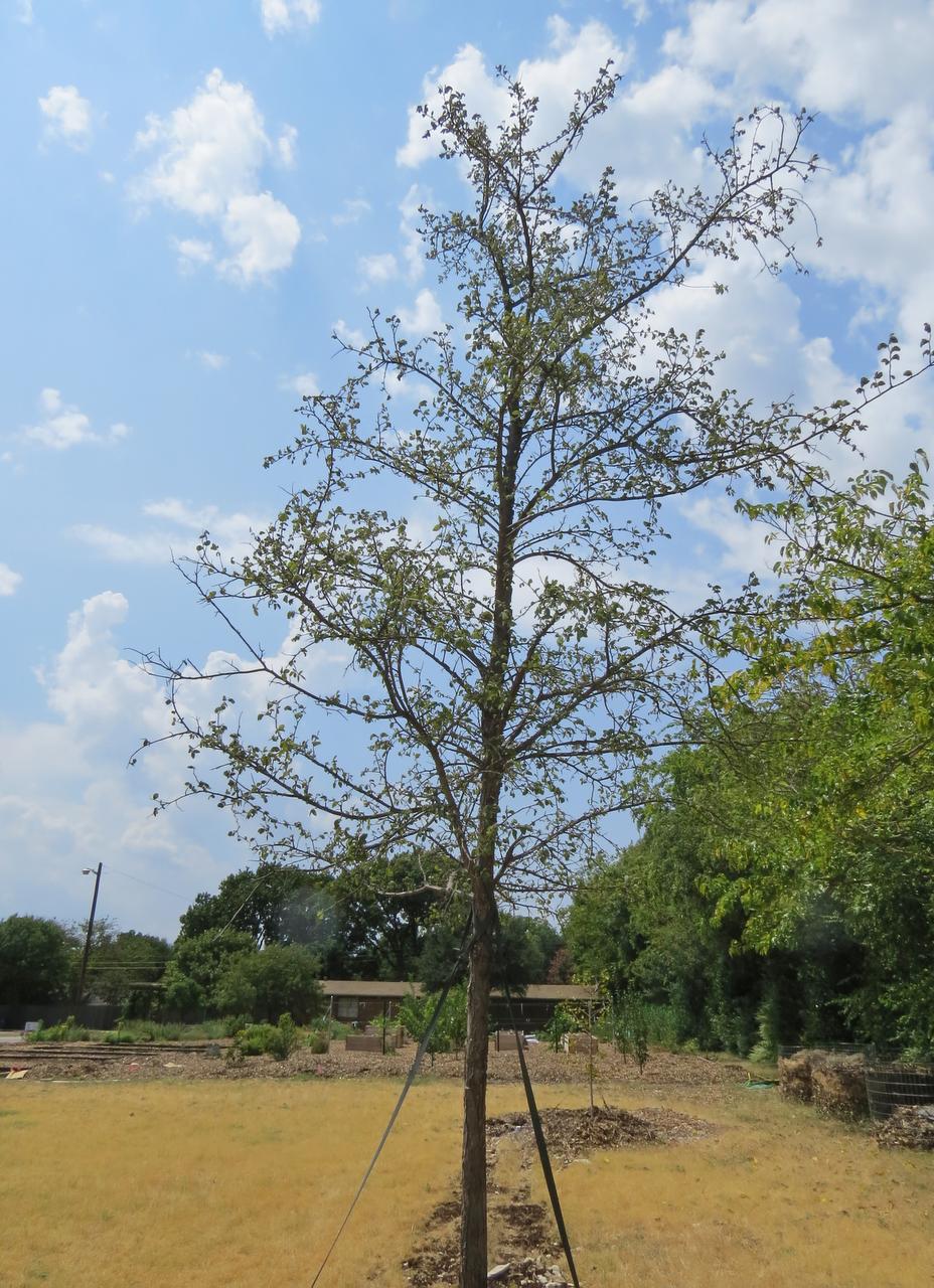 Fall and winter are the best times to plant trees Gardening Dallas News
