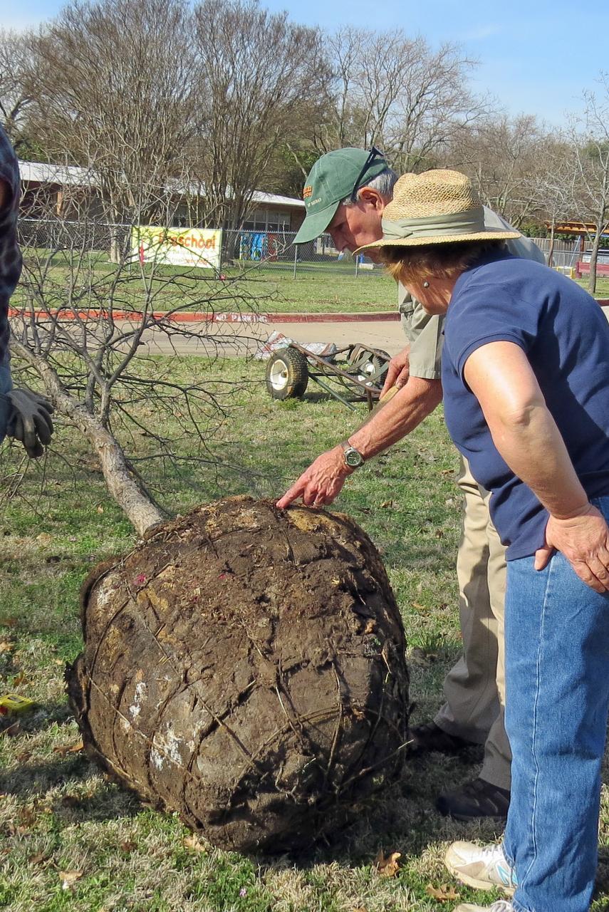 Fall and winter are the best times to plant trees Gardening Dallas News