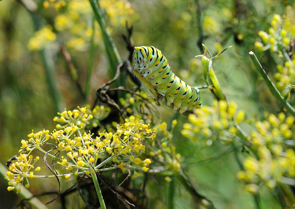 Bronze fennel A surprising garden treasure Gardening Dallas News