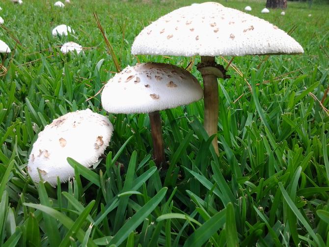 Why do mushrooms, sometimes called fairy rings, appear in lawn