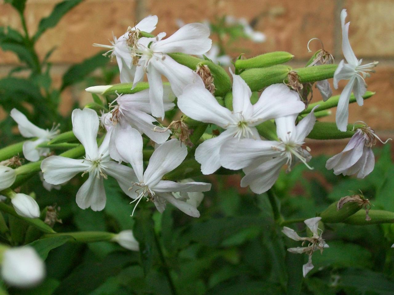 Soapwort also called bouncing Bet has white to pink flowers. If you cut back spent flower clusters the vigorous plant will bloom again and again until the first freeze