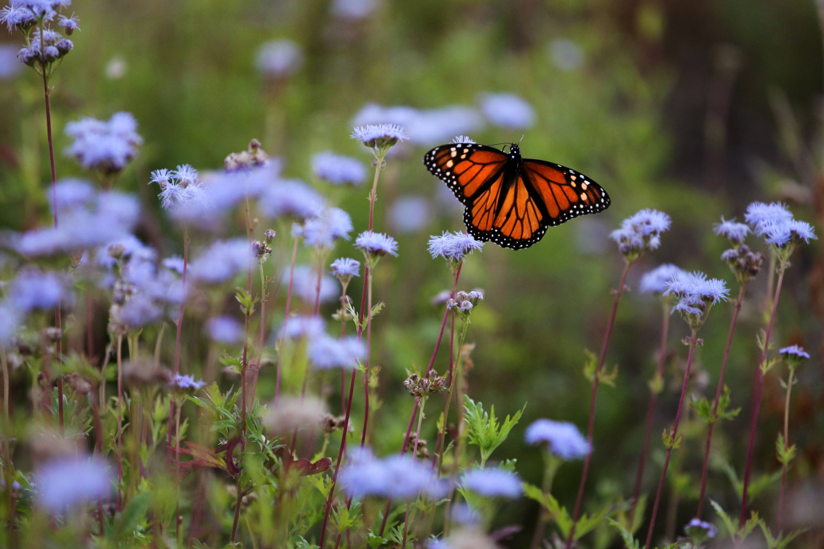 Garden Calendar Texas Discovery Gardens sale offers hard