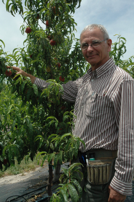 New Peach And Nectarine Tree Varieties Coming To Nurseries