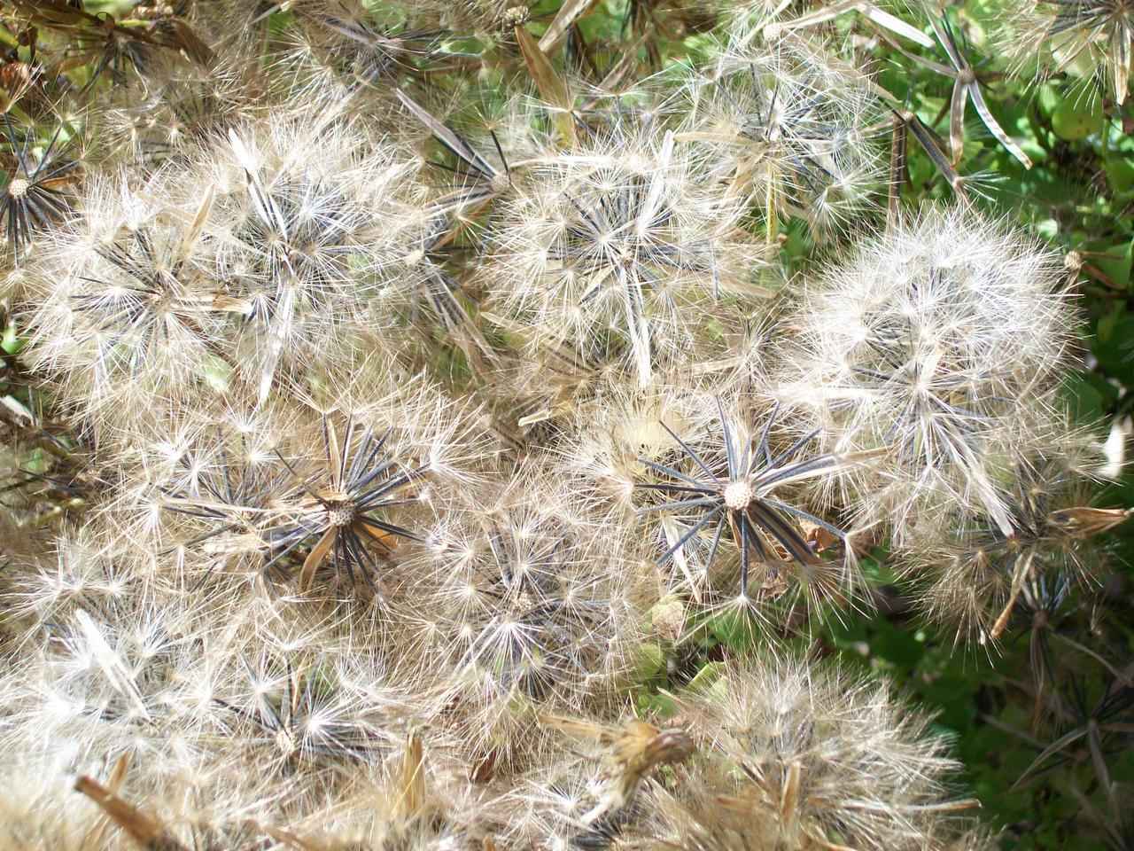 Grow herbs for authentic flavors of Mexico Gardening Dallas News