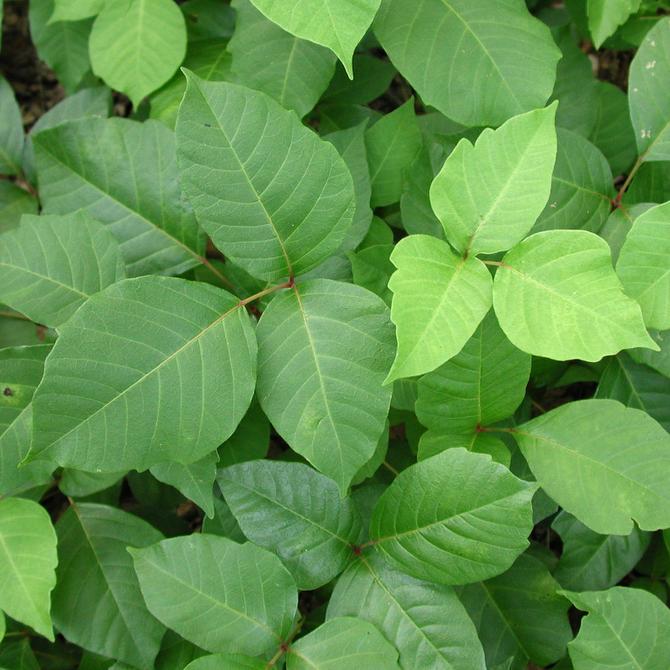 It’s poison ivy season What you need to know Gardening Dallas News