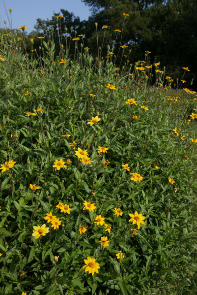 New downtown Dallas park emphasizes native plants Life Dallas News