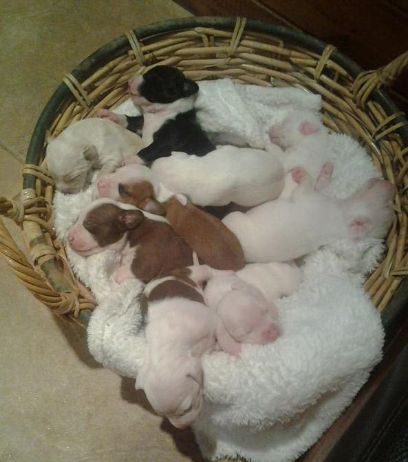 Why Do Some Newborn Puppies Die