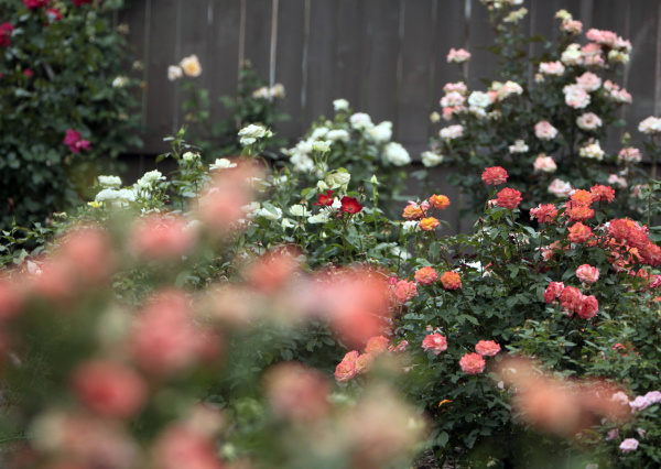 Photos The beautiful roses of Texas Which one is your favorite