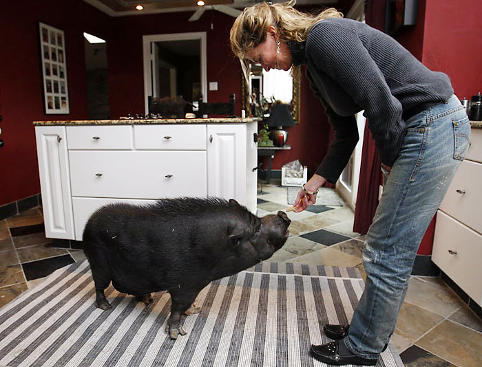 Dallas pet certified by Guinness World Records as oldest pig passes