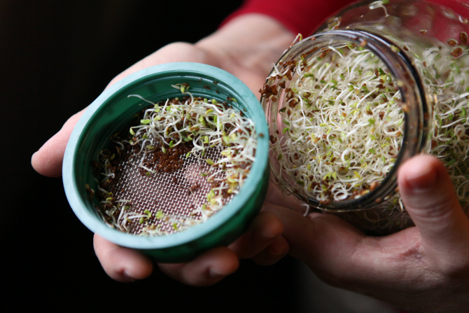 See how to grow alfalfa sprouts in your kitchen Home Dallas News