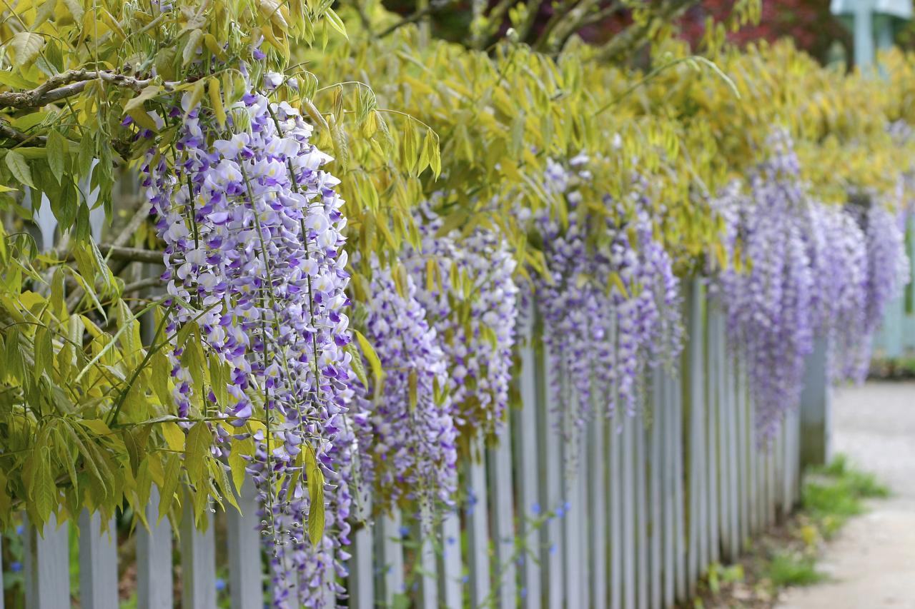 Texas Purple Japanese Wisteria